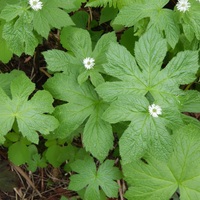 Kanadische Gelbwurz Samen – Gentechnikfrei, alte Sorte für schattige Gartenbereiche