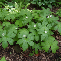 Hydrastis canadensis Samen zum Anpflanzen – Alte, gentechnikfreie Heilpflanzen-Samen für Schattengärten