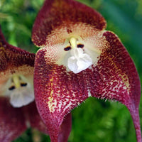 Chocolate Monkey Orchidee Blumensamen zur Aussaat Wildblume Mischung Traditionssorte & ohne Gentechnik Samen Hausgarten