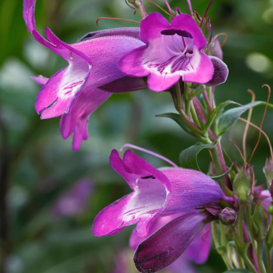 Lila Beardtongue Blumensamen zur Aussaat saisonal Dauerblüher Traditionssorte & ohne Gentechnik Samen Hausgarten