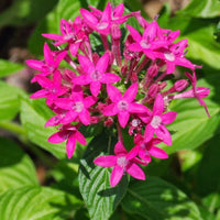 Rosa Pentas Blumensamen zur Aussaat – kompakt Wuchs – Traditionssorte & ohne Gentechnik Samen Hausgarten