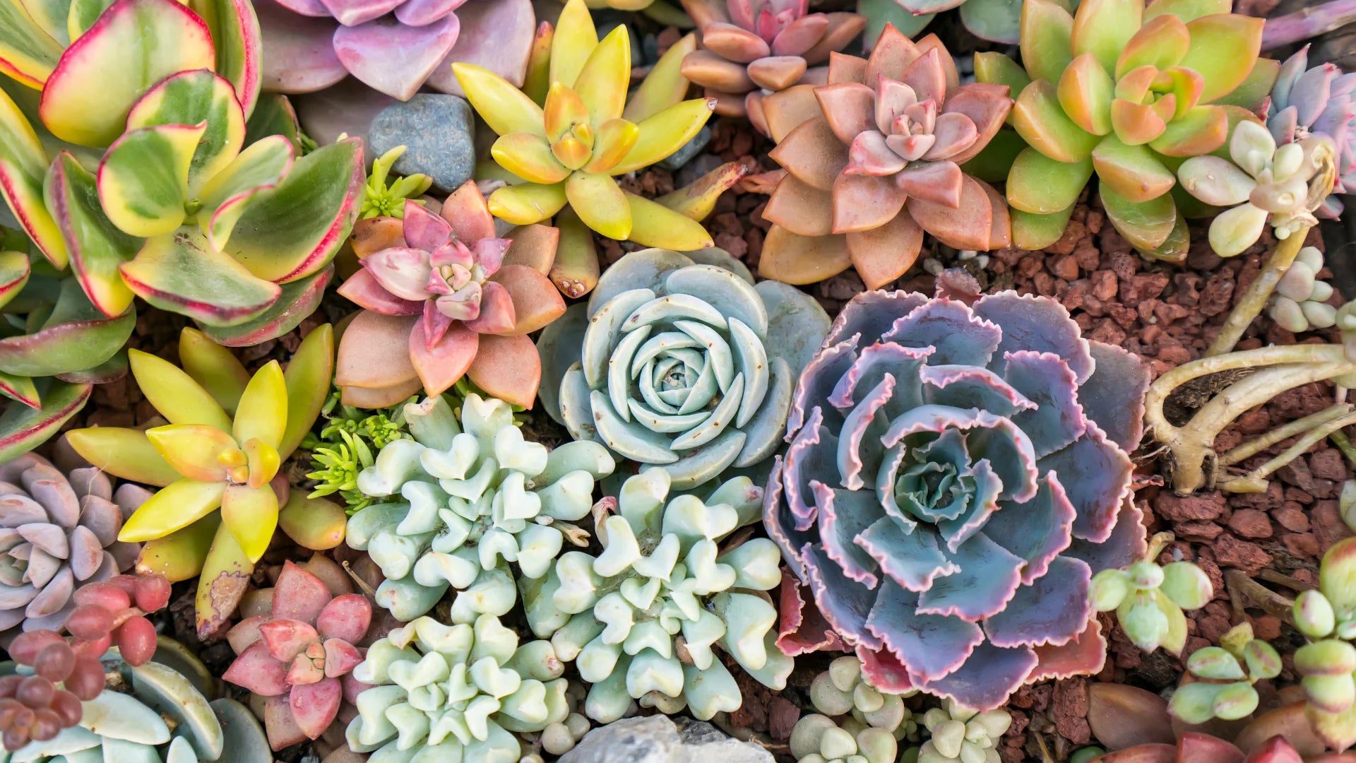 Succulent Blumensamen zur Aussaat Halbschatten verträglich Traditionssorte & ohne Gentechnik Samen Hausgarten