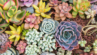 Succulent Blumensamen zur Aussaat Halbschatten verträglich Traditionssorte & ohne Gentechnik Samen Hausgarten