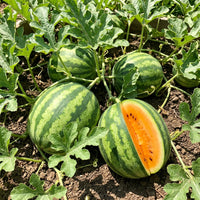 Tendersweet Orange Wassermelonen Samen zum Pflanzen – Alte Sorte, gentechnikfreie Bio-Gartensamen