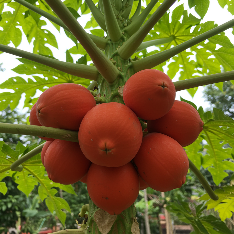 Papaya Samen Red Lady – Alte Sorte, gentechnikfrei, für den Gartenanbau