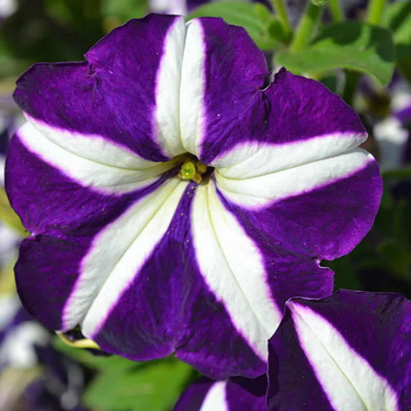 Semi di petali di petunia viola e bianchi da seminare: un’incantevole aggiunta floreale al paesaggio