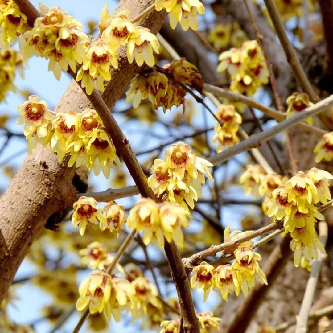 Rot Chimonanthus Blumensamen zur Aussaat – Landhaus Garten wichtig – Traditionssorte & ohne Gentechnik Samen Hausgarten