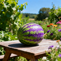 Bio Wassermelonen Samen Grün-Lila – Alte, gentechnikfreie Samen für den Garten