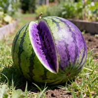 Wassermelonen Samen Grün-Lila – Alte Sorte, gentechnikfrei, für den Garten