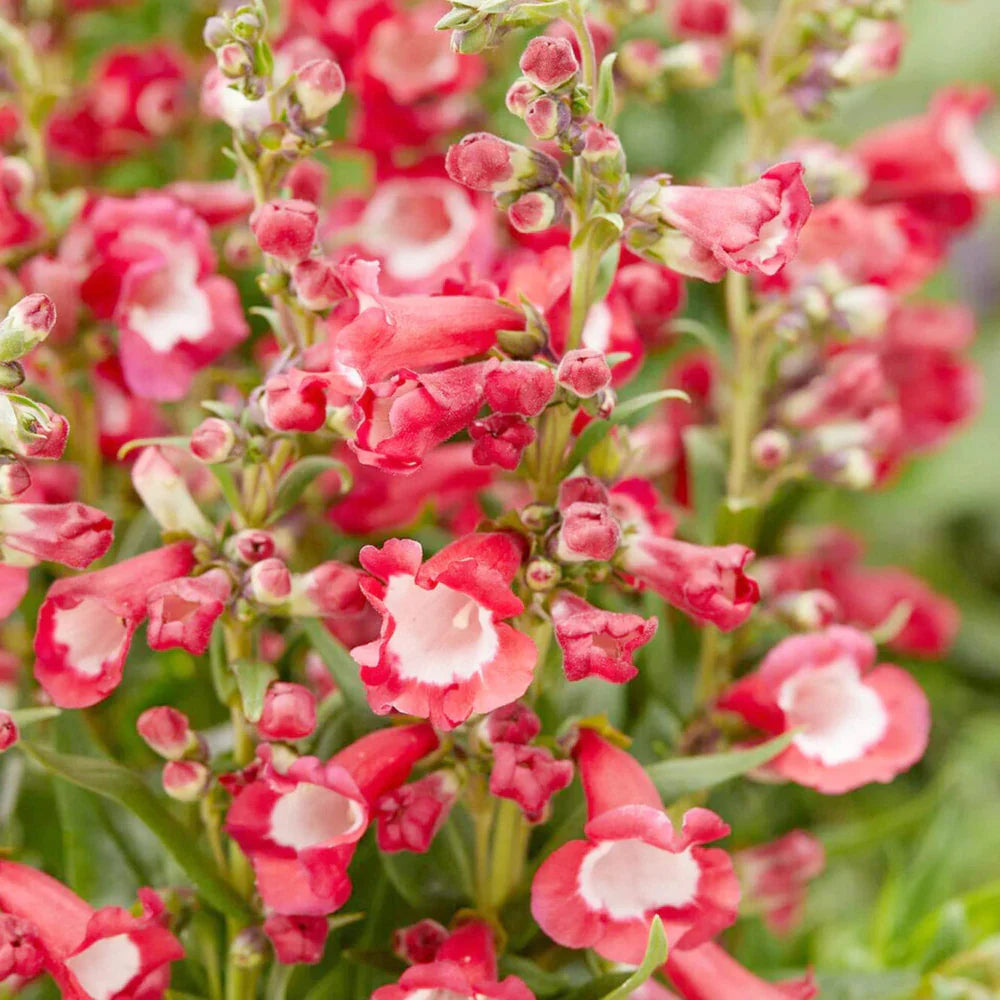 Hartwegi Blumensamen zur Aussaat farbenfroh Schau Traditionssorte & ohne Gentechnik Samen Hausgarten