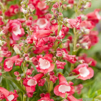Hartwegi Blumensamen zur Aussaat farbenfroh Schau Traditionssorte & ohne Gentechnik Samen Hausgarten