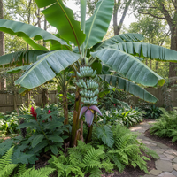 Blaue Java-Banane Samen zum Pflanzen – Alte Sorte, gentechnikfrei, Bio-Gartensamen