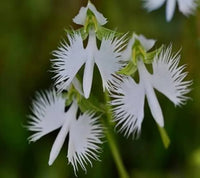 Heron Orchidee Blumensamen zur Aussaat – farbenfroh Schau – Traditionssorte & ohne Gentechnik Samen Hausgarten