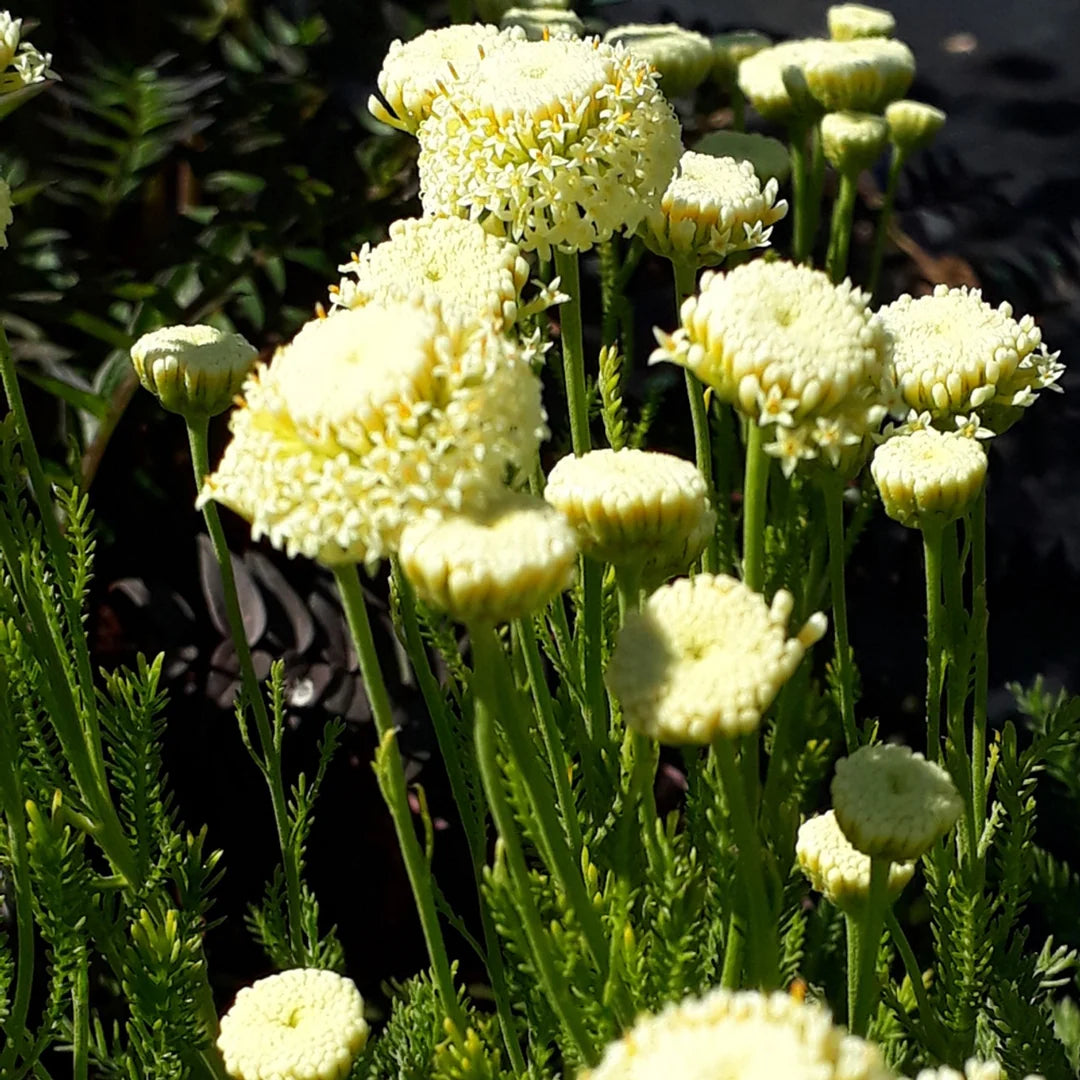 Santolina Etrusca Blumensamen zur Aussaat lang Blüte Saison Traditionssorte & ohne Gentechnik Samen Hausgarten