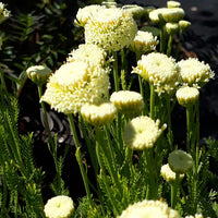 Santolina Etrusca Blumensamen zur Aussaat lang Blüte Saison Traditionssorte & ohne Gentechnik Samen Hausgarten