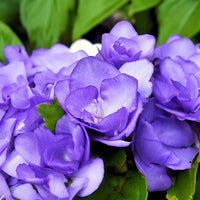 Blau Freesias Blumensamen zur Aussaat – Anzucht – Traditionssorte & ohne Gentechnik Samen Hausgarten