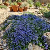 Bio Blauer Kriechthymian Samen – Alte, gentechnikfreie Blumensamen für Bodendecker