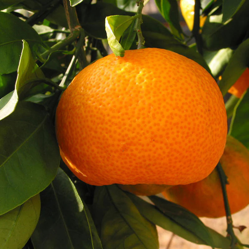 jung-orange Samen für einfaches Anpflanzen