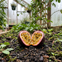 Violette Passionsfrucht Samen – Traditionelle Sorte, natürlich gezüchtet, für den Gartenanbau
