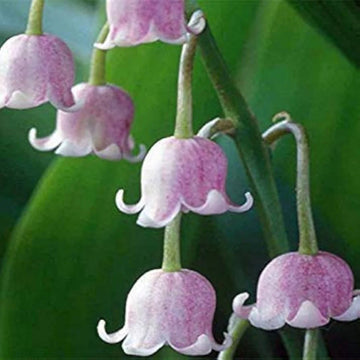 Violett Bell Orchidee Blumensamen zur Aussaat Landhaus Garten wichtig Traditionssorte & ohne Gentechnik Samen Hausgarten