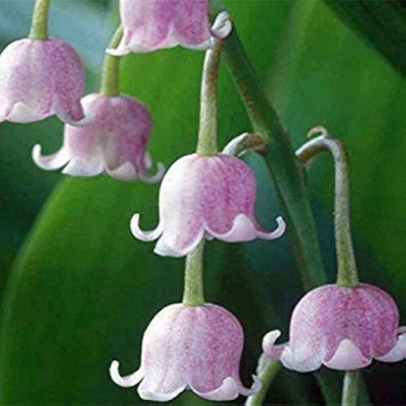Violett Bell Orchidee Blumensamen zur Aussaat Landhaus Garten wichtig Traditionssorte & ohne Gentechnik Samen Hausgarten
