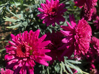 Traditionssorte Rosa Argyranthemum Blumensamen zur Aussaat – robust Sorte – Traditionssorte & ohne Gentechnik Samen Hausgarten