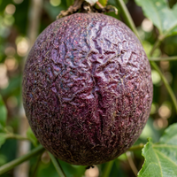 Samen der violetten Passionsfrucht zum Pflanzen – Traditionelle Sorte, nicht gentechnisch verändert, Bio-Gartensaatgut
