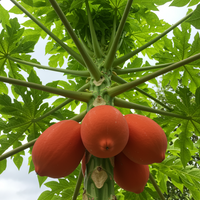 Red Lady Papaya Fruchtsamen – Gentechnikfrei, alte Bio-Samen zum Anpflanzen