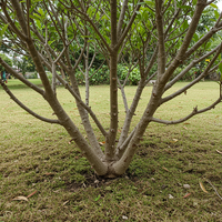 Weihrauchbaum Samen Boswellia Sacra – Alte Sorte, gentechnikfrei, für den Garten