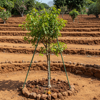 Bio Boswellia Sacra Samen – Alte, gentechnikfreie Weihrauchbaum Samen für den Anbau