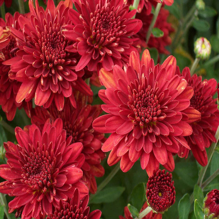 Rot Chrysantheme Blumensamen zur Aussaat ideal Rabatten Traditionssorte & ohne Gentechnik Samen Hausgarten