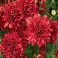 Rot Chrysantheme Blumensamen zur Aussaat ideal Rabatten Traditionssorte & ohne Gentechnik Samen Hausgarten