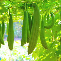 Green Sponge Gourd Gemüse Samen zum Pflanzen