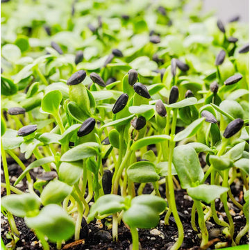 Sonnenblume Microgreens Blumensamen zur Aussaat – Landhaus Garten wichtig – Traditionssorte & ohne Gentechnik Samen Hausgarten