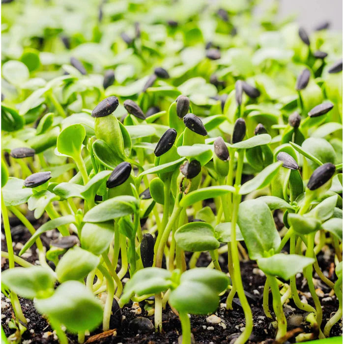 Sonnenblume Microgreens Blumensamen zur Aussaat – Landhaus Garten wichtig – Traditionssorte & ohne Gentechnik Samen Hausgarten