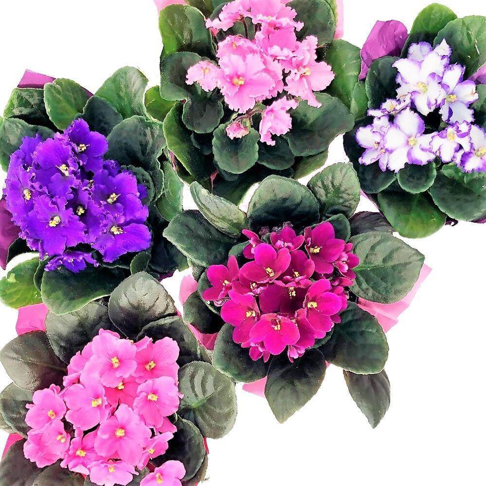 African Violett Blumensamen zur Aussaat – Garten beliebt – Traditionssorte & ohne Gentechnik Samen Hausgarten