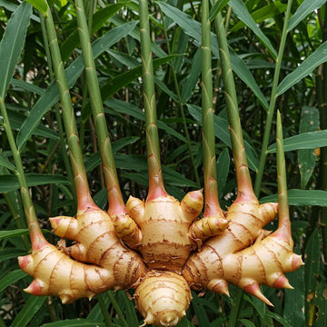 Ingwer Rhizom Samen zum Anpflanzen – Nicht gentechnisch verändert, für Küchen- und Gartenanbau