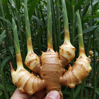 Ingwer Rhizom Samen für den Garten – Traditionell, nicht gentechnisch verändert