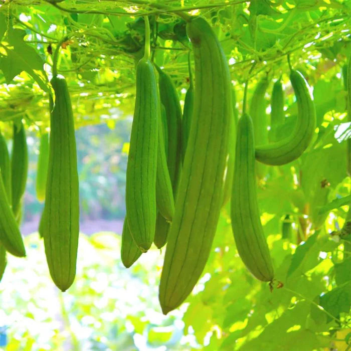 Sponge Gourd Gemüsesamen für einfache Aussaat