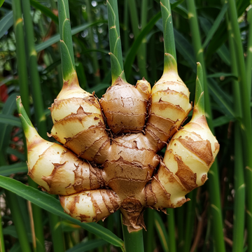 Ingwer Rhizom Samen für den Garten – Traditionell, nicht gentechnisch verändert
