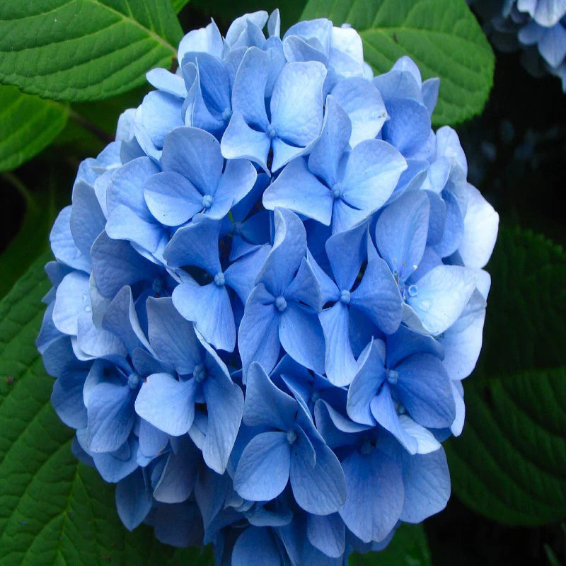 Blau Geranie Samen zur Aussaat – mehrjährige Blüten