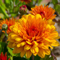 Orange Chrysantheme Blumensamen zur Aussaat Wildblume Mischung Traditionssorte & ohne Gentechnik Samen Hausgarten