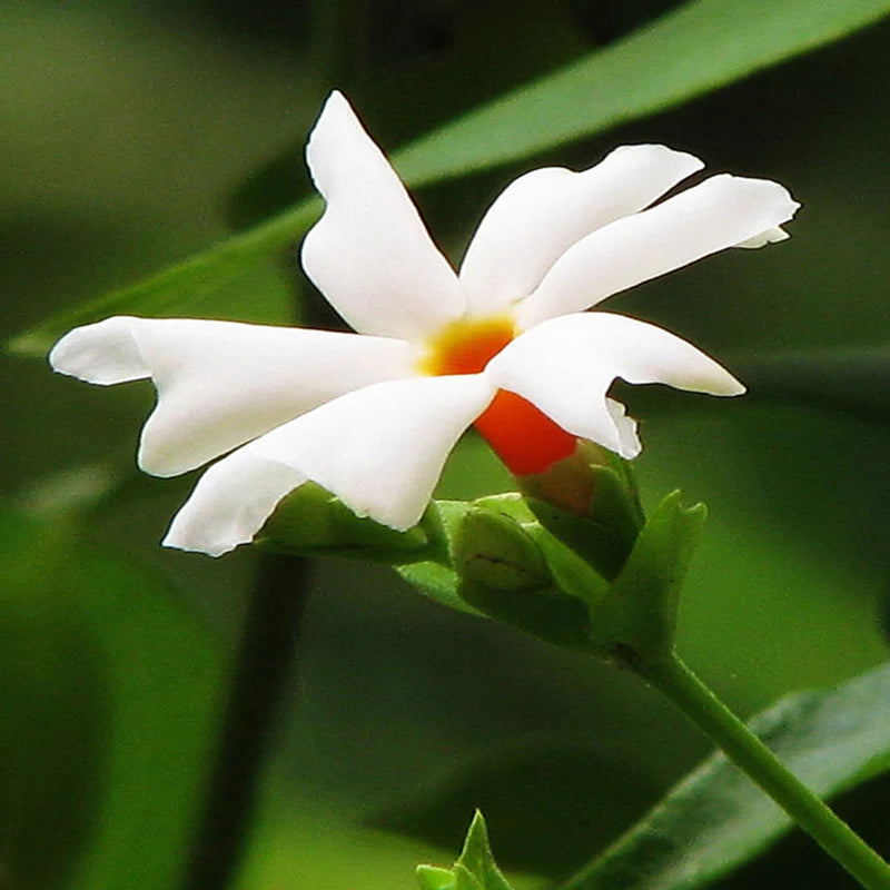 Coral Jasmine Blume Samen zur Aussaat leuchtend Garten Blüten