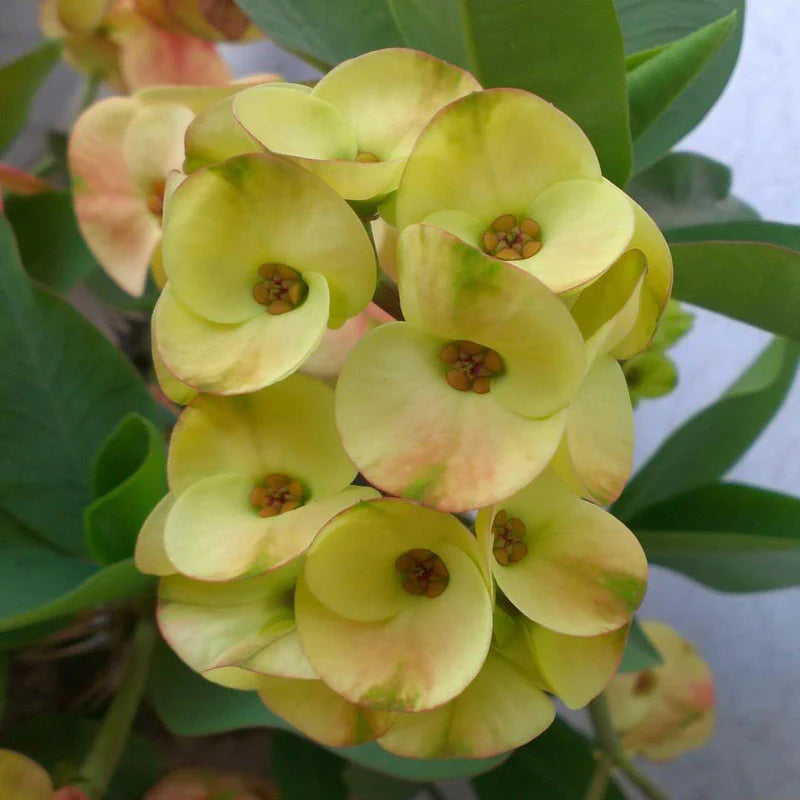 Gelb Euphorbia Blumensamen zur Aussaat hochwertige Qualitäts- Traditionssorte & ohne Gentechnik Samen Hausgarten