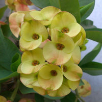 Gelb Euphorbia Blumensamen zur Aussaat hochwertige Qualitäts- Traditionssorte & ohne Gentechnik Samen Hausgarten