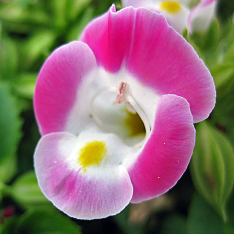 Rosa Torenia Blumensamen zur Aussaat – Garten beliebt – Traditionssorte & ohne Gentechnik Samen Hausgarten