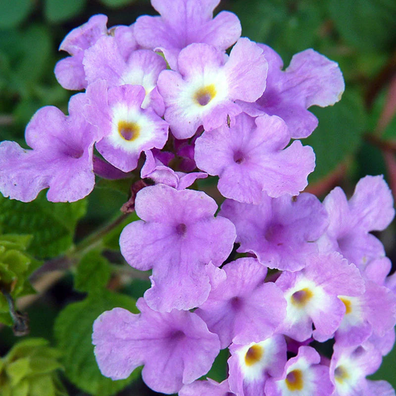 Lila Wandelröschen Blumensamen zur Aussaat robust Sorte Traditionssorte & ohne Gentechnik Samen Hausgarten
