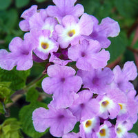 Lila Wandelröschen Blumensamen zur Aussaat robust Sorte Traditionssorte & ohne Gentechnik Samen Hausgarten
