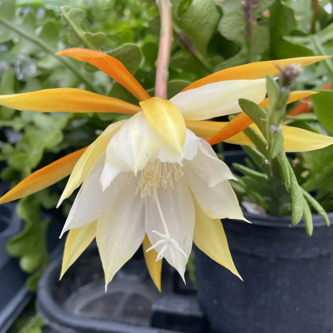 Epiphyllum Anguligar Blumensamen zur Aussaat sonnenliebend Traditionssorte & ohne Gentechnik Samen Hausgarten