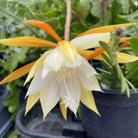 Epiphyllum Anguligar Blumensamen zur Aussaat sonnenliebend Traditionssorte & ohne Gentechnik Samen Hausgarten